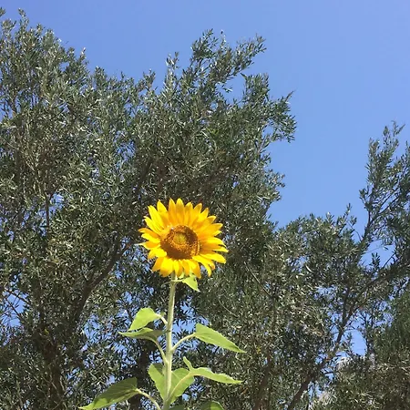 Meltemi And * Λογαράς