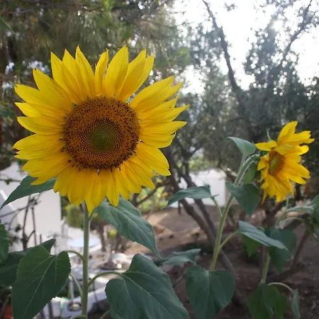 Meltemi And Διαμέρισμα *