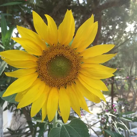 Meltemi And * Λογαράς