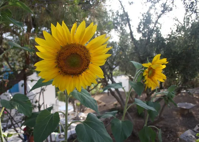 Meltemi And Lägenhet *