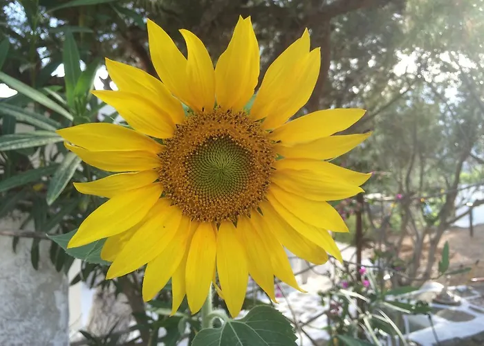 Meltemi And * Logaras