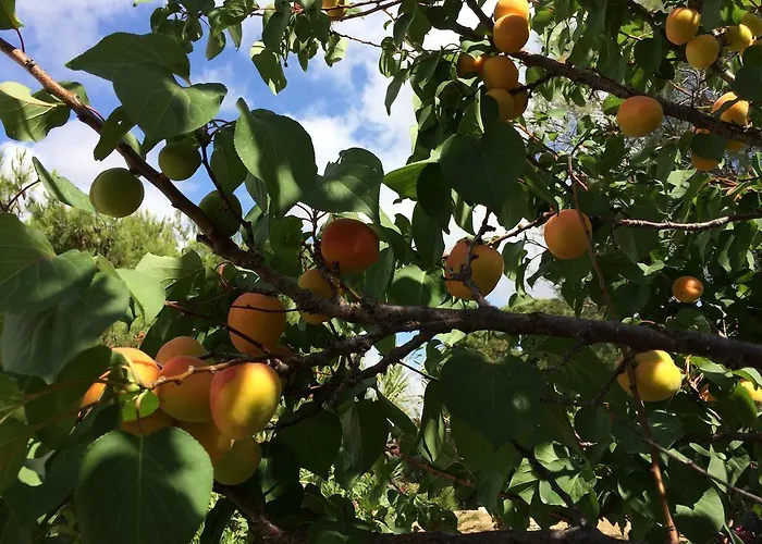 Lägenhet Meltemi And Logaras