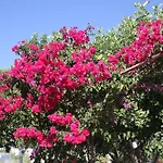 Meltemi And