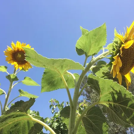 Meltemi And Apartmán Logaras